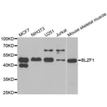 Anti-BLZF1 Antibody from Bioworld Technology (BS6311) - Antibodies.com