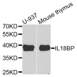 Anti-IL18BP Antibody from Bioworld Technology (BS6312) - Antibodies.com