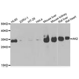 Anti-AK2 Antibody from Bioworld Technology (BS6319) - Antibodies.com