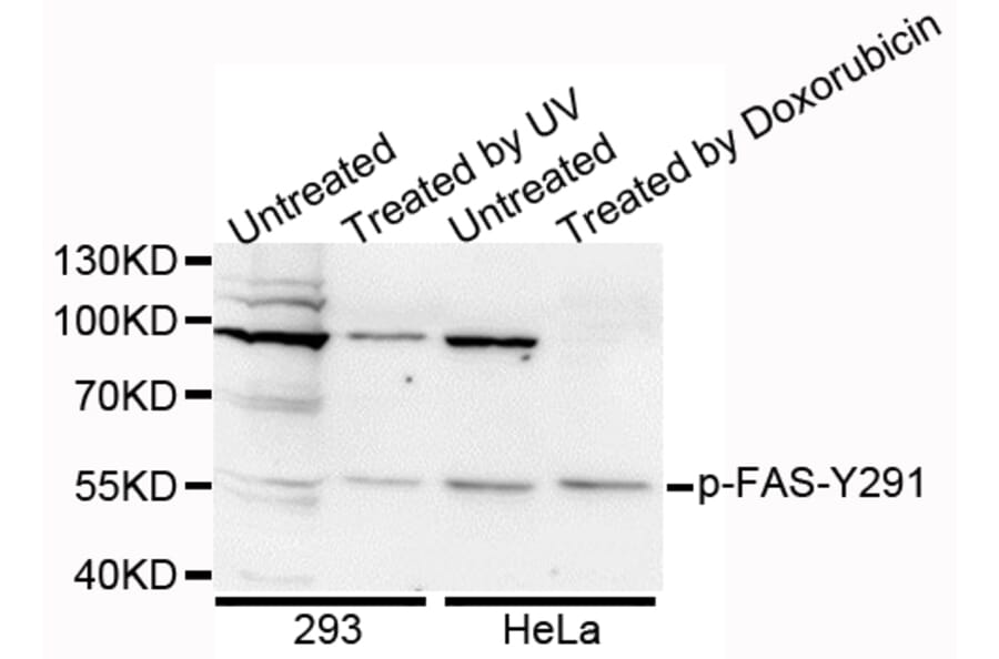Anti-CD95/FAS (phospho-Y291) Antibody from Bioworld Technology (BS6333) - Antibodies.com