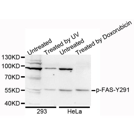 Anti-CD95/FAS (phospho-Y291) Antibody from Bioworld Technology (BS6333) - Antibodies.com