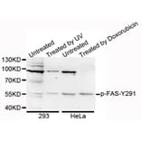 Anti-CD95/FAS (phospho-Y291) Antibody from Bioworld Technology (BS6333) - Antibodies.com