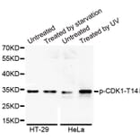 Anti-Cdk1/Cdc2 (phospho-T14) Antibody from Bioworld Technology (BS6341) - Antibodies.com