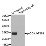 Anti-Cdk1/Cdc2 (phospho-Y15) Antibody from Bioworld Technology (BS6342) - Antibodies.com