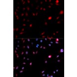Anti-Cdk1/Cdc2 (phospho-Y15) Antibody from Bioworld Technology (BS6342) - Antibodies.com