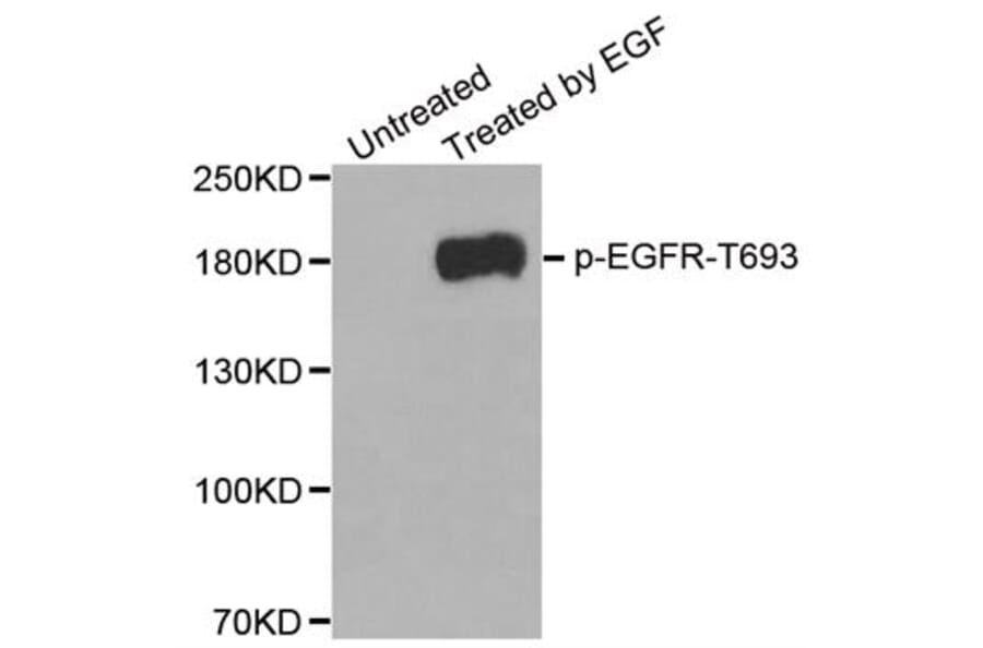 Anti-EGFR (phospho-T669) Antibody from Bioworld Technology (BS6351) - Antibodies.com