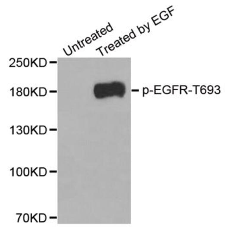 Anti-EGFR (phospho-T669) Antibody from Bioworld Technology (BS6351) - Antibodies.com