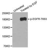 Anti-EGFR (phospho-T669) Antibody from Bioworld Technology (BS6351) - Antibodies.com