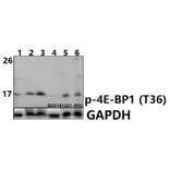 Anti-4E-BP1 (phospho-T36) Antibody from Bioworld Technology (BS6356) - Antibodies.com