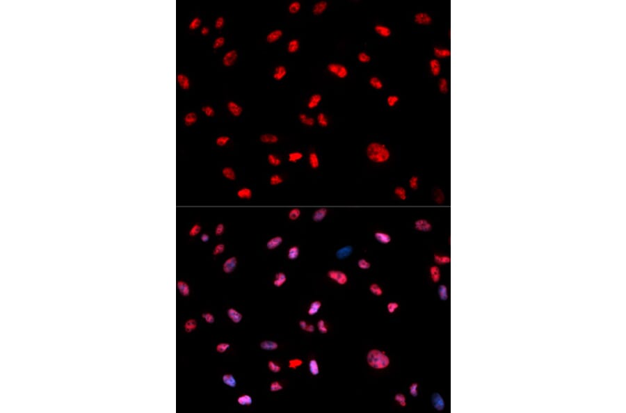 Anti-c-Jun (phospho-T239) Antibody from Bioworld Technology (BS6375) - Antibodies.com