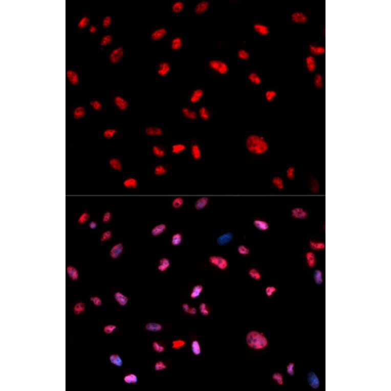Anti-c-Jun (phospho-T239) Antibody from Bioworld Technology (BS6375) - Antibodies.com