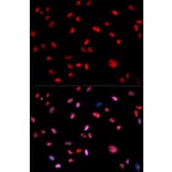 Anti-c-Jun (phospho-T239) Antibody from Bioworld Technology (BS6375) - Antibodies.com