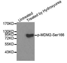 Anti-MDM2 (phospho-S166) Antibody from Bioworld Technology (BS6399) - Antibodies.com