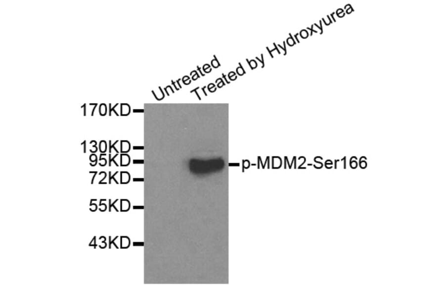 Anti-MDM2 (phospho-S166) Antibody from Bioworld Technology (BS6399) - Antibodies.com