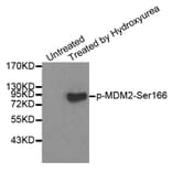 Anti-MDM2 (phospho-S166) Antibody from Bioworld Technology (BS6399) - Antibodies.com