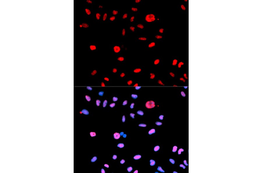 Anti-MDM2 (phospho-S166) Antibody from Bioworld Technology (BS6399) - Antibodies.com