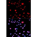 Anti-MDM2 (phospho-S166) Antibody from Bioworld Technology (BS6399) - Antibodies.com
