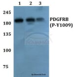 Anti-PDGFR-β (phospho-Y1009) Antibody from Bioworld Technology (BS64002) - Antibodies.com