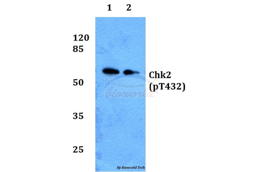 Anti-Chk2 (phospho-T432) Antibody from Bioworld Technology (BS64006) - Antibodies.com