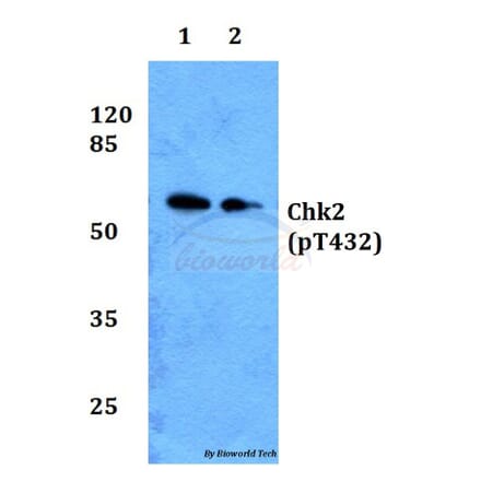Anti-Chk2 (phospho-T432) Antibody from Bioworld Technology (BS64006) - Antibodies.com