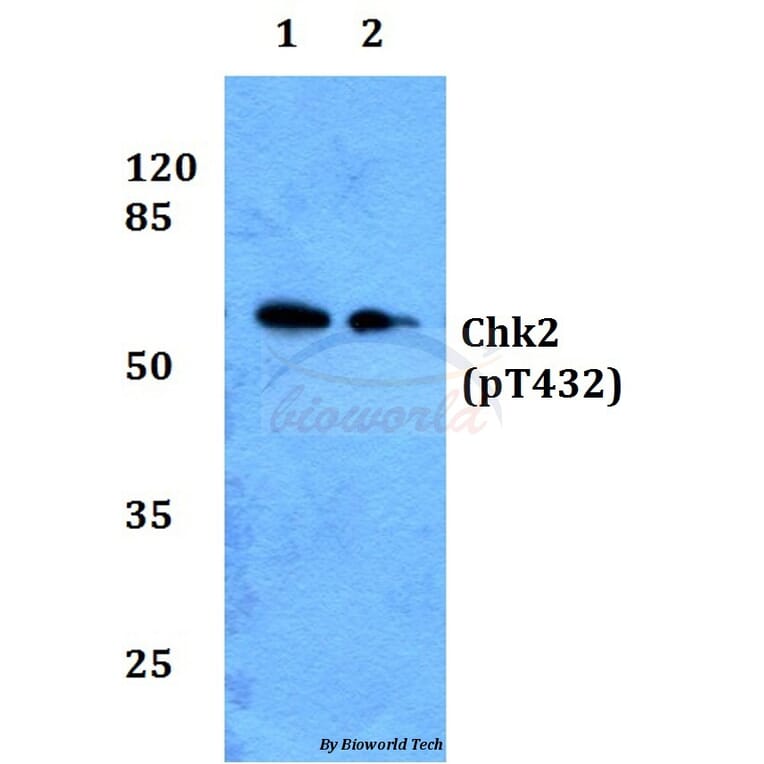 Anti-Chk2 (phospho-T432) Antibody from Bioworld Technology (BS64006) - Antibodies.com