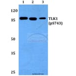 Anti-TLK1 (phospho-S743) Antibody from Bioworld Technology (BS64008) - Antibodies.com