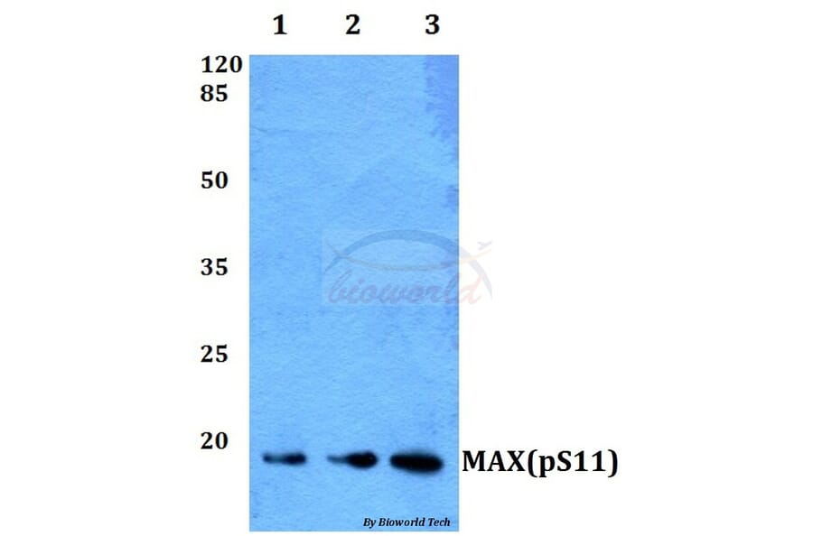 Anti-MAX (phospho-S11) Antibody from Bioworld Technology (BS64009) - Antibodies.com