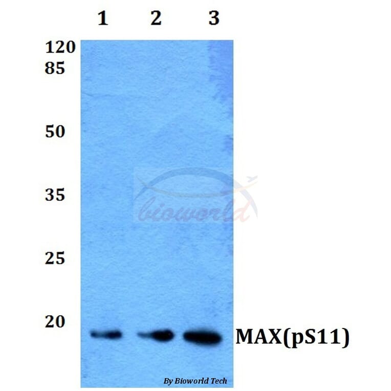 Anti-MAX (phospho-S11) Antibody from Bioworld Technology (BS64009) - Antibodies.com