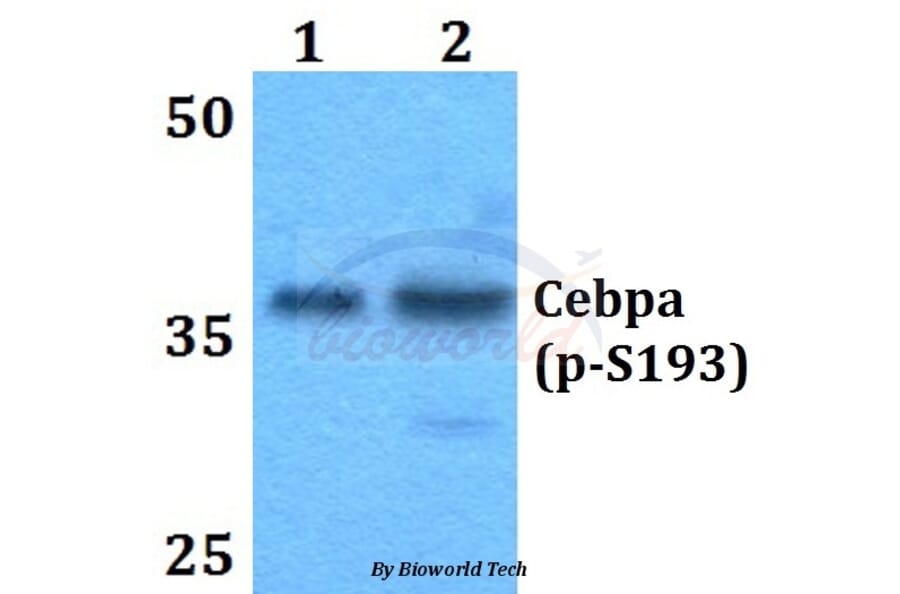Anti-C/EBP α (phospho-S193) Antibody from Bioworld Technology (BS64010) - Antibodies.com