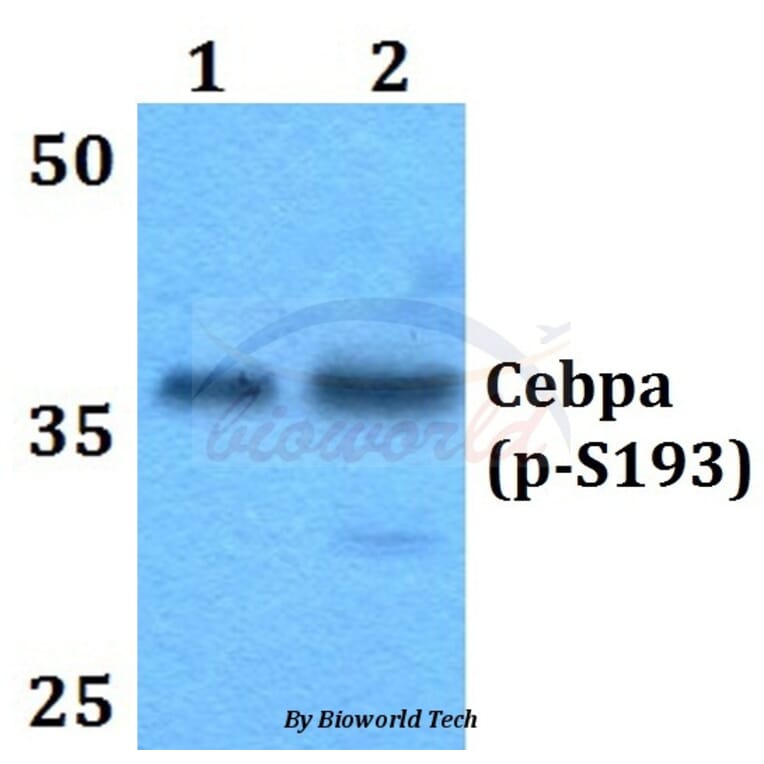 Anti-C/EBP α (phospho-S193) Antibody from Bioworld Technology (BS64010) - Antibodies.com