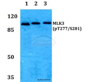 Anti-MLK3 (phospho-T277/S281) Antibody from Bioworld Technology (BS64014) - Antibodies.com