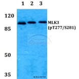 Anti-MLK3 (phospho-T277/S281) Antibody from Bioworld Technology (BS64014) - Antibodies.com