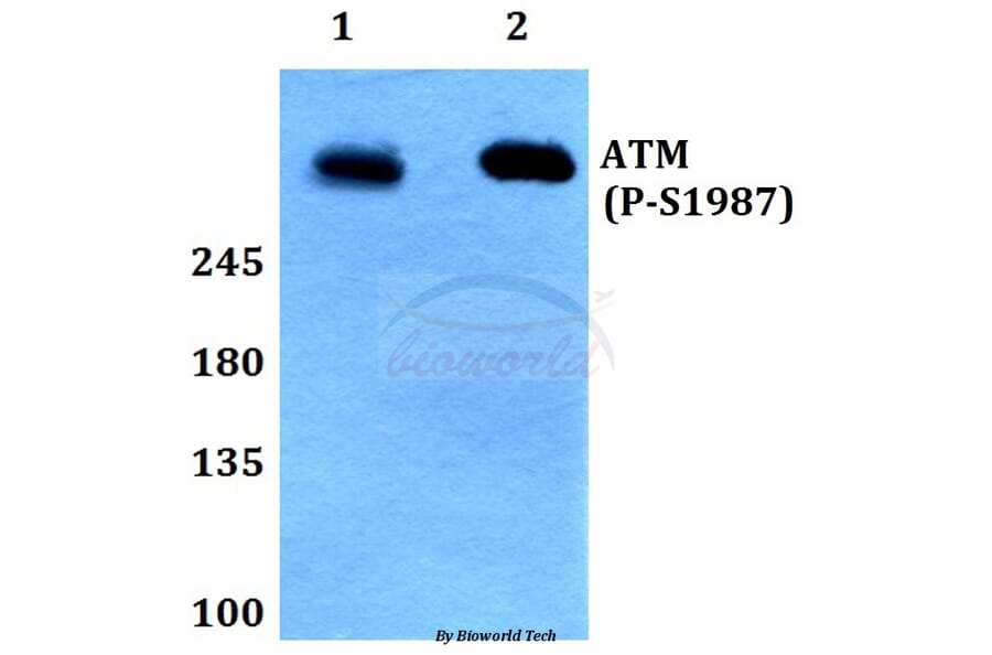 Anti-ATM (phospho-S1987) Antibody from Bioworld Technology (BS64020) - Antibodies.com