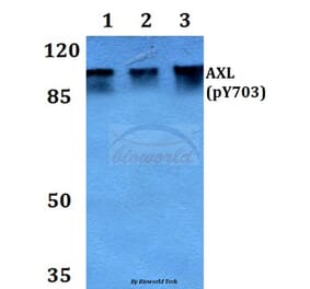 Anti-AXL (phospho-Y703) Antibody from Bioworld Technology (BS64021) - Antibodies.com