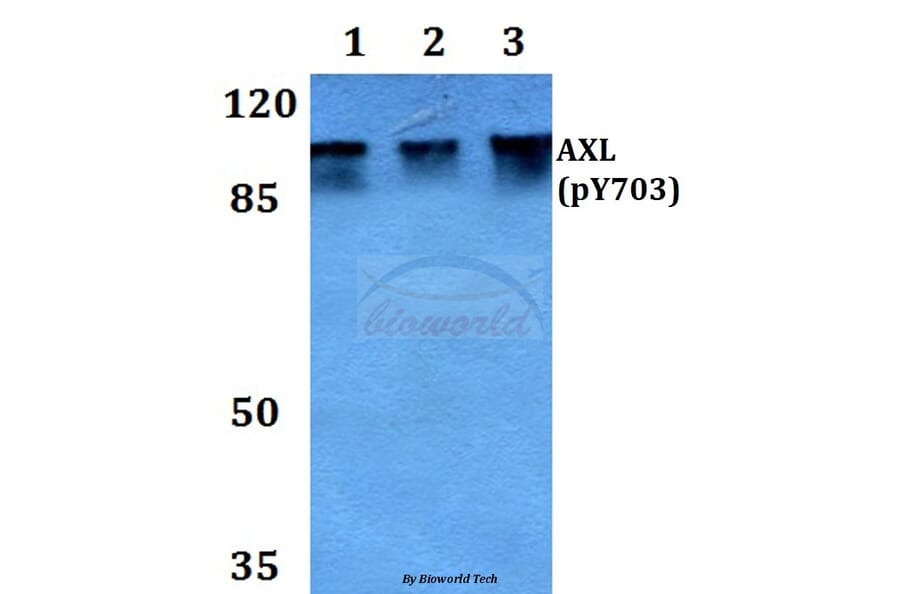Anti-AXL (phospho-Y703) Antibody from Bioworld Technology (BS64021) - Antibodies.com