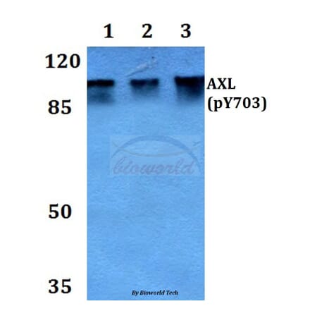 Anti-AXL (phospho-Y703) Antibody from Bioworld Technology (BS64021) - Antibodies.com