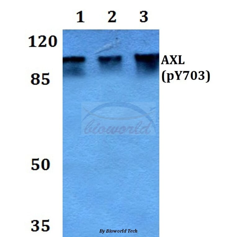 Anti-AXL (phospho-Y703) Antibody from Bioworld Technology (BS64021) - Antibodies.com
