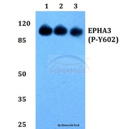 Anti-EphA3 (phospho-Y602) Antibody from Bioworld Technology (BS64024) - Antibodies.com