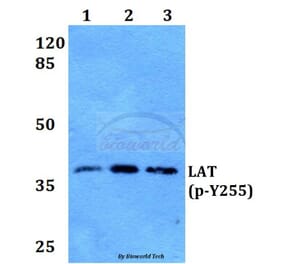 Anti-LAT (phospho-Y255) Antibody from Bioworld Technology (BS64026) - Antibodies.com