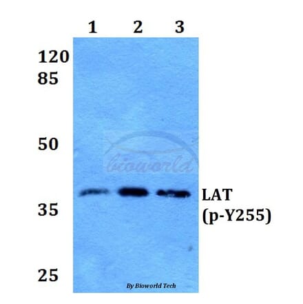 Anti-LAT (phospho-Y255) Antibody from Bioworld Technology (BS64026) - Antibodies.com