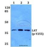 Anti-LAT (phospho-Y255) Antibody from Bioworld Technology (BS64026) - Antibodies.com