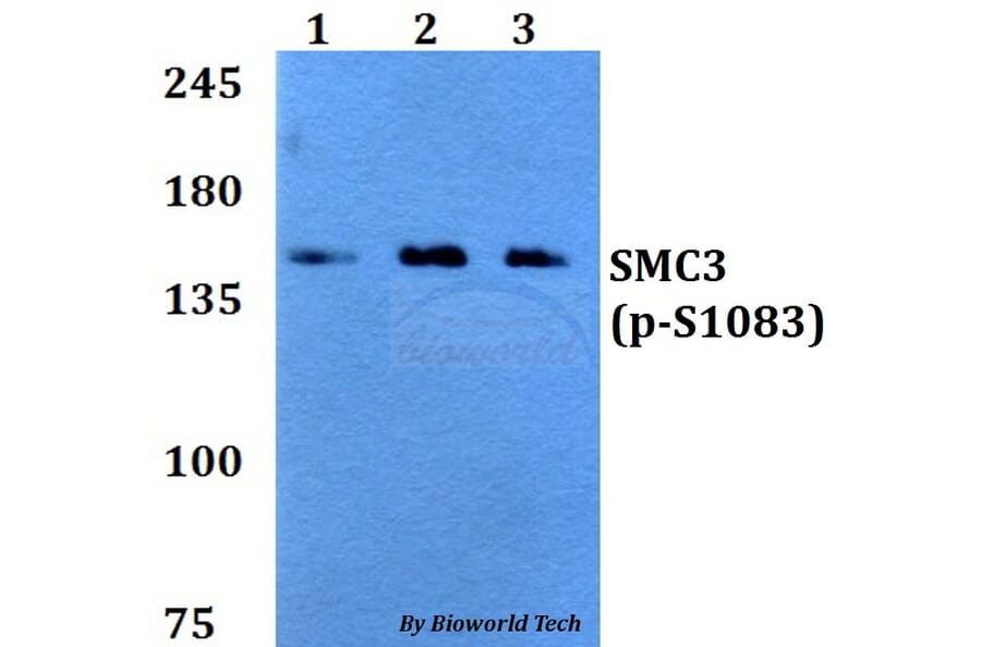 Anti-SMC3 (phospho-S1083) Antibody from Bioworld Technology (BS64034) - Antibodies.com