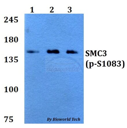 Anti-SMC3 (phospho-S1083) Antibody from Bioworld Technology (BS64034) - Antibodies.com