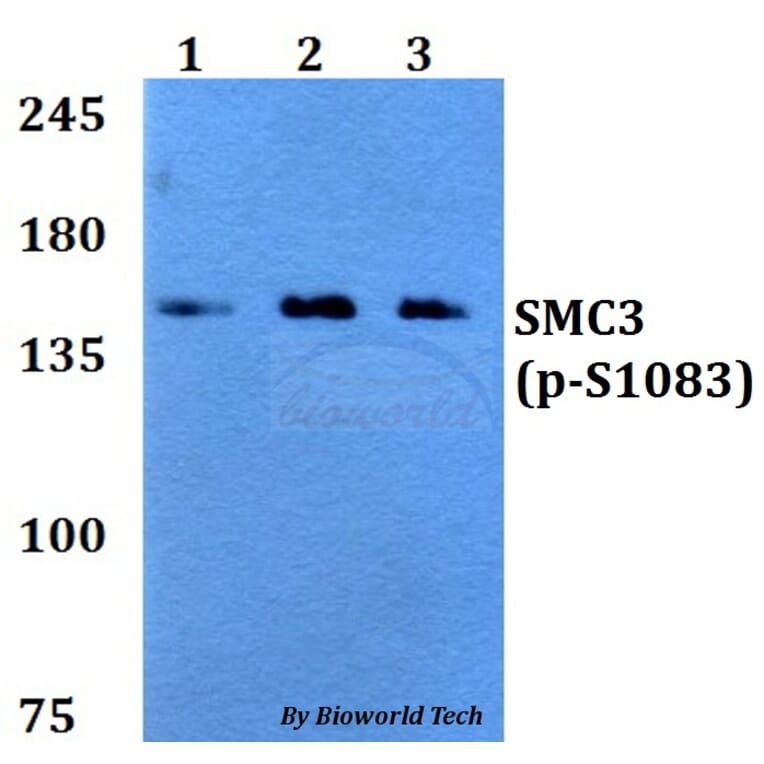 Anti-SMC3 (phospho-S1083) Antibody from Bioworld Technology (BS64034) - Antibodies.com