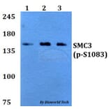 Anti-SMC3 (phospho-S1083) Antibody from Bioworld Technology (BS64034) - Antibodies.com