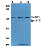 Anti-SMAD3 (phospho-S423) Antibody from Bioworld Technology (BS64037) - Antibodies.com