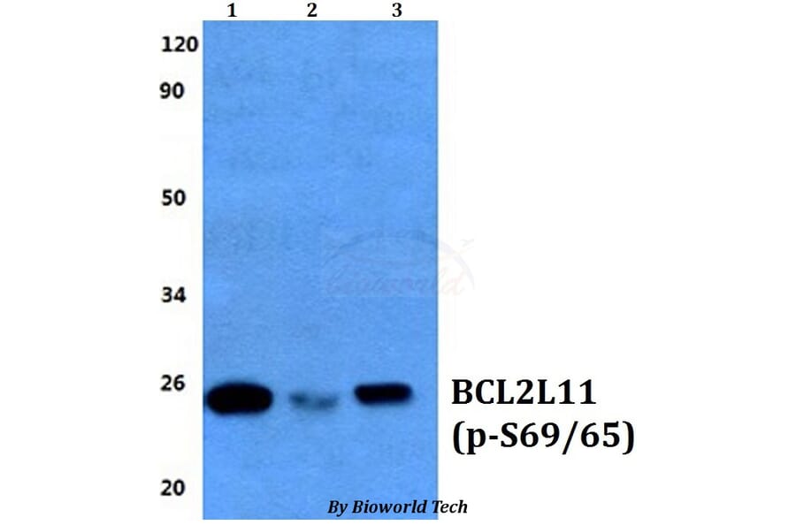 Anti-Bim (phospho-S69/S65) Antibody from Bioworld Technology (BS64039) - Antibodies.com