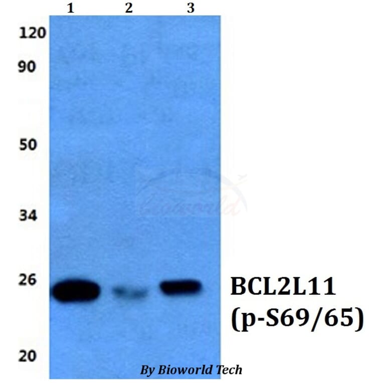 Anti-Bim (phospho-S69/S65) Antibody from Bioworld Technology (BS64039) - Antibodies.com