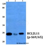 Anti-Bim (phospho-S69/S65) Antibody from Bioworld Technology (BS64039) - Antibodies.com