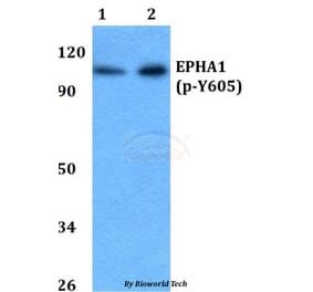 Anti-EPHA1 (phospho-Y605) Antibody from Bioworld Technology (BS64044) - Antibodies.com